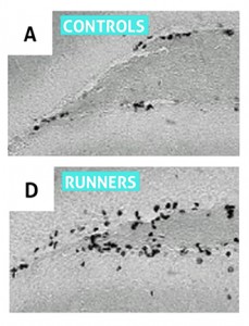 mouse-brain